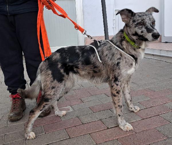 Laika Pastore Di Lagorai